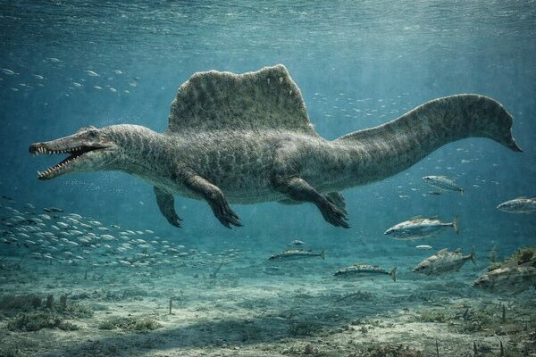 An artist’s reconstruction of a Spinosaurus swimming, propelled by its broad, paddle-like tail.